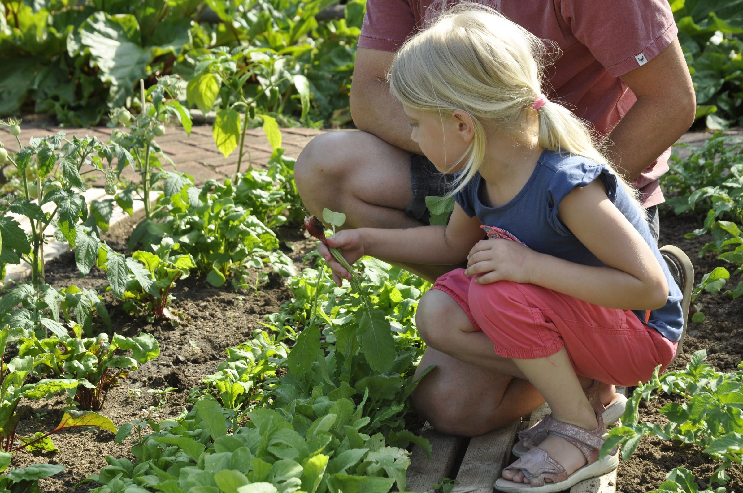 Selbsteerntegarten: Radieschenernte im Kinderbeet Selbsterntegarten
