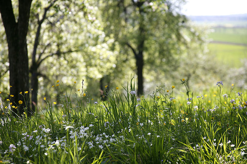 Frühling im Ellertal Ellertal
